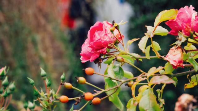 Colclough Walled Gardens, Tintern Abbey, Co Wexford_Web Size