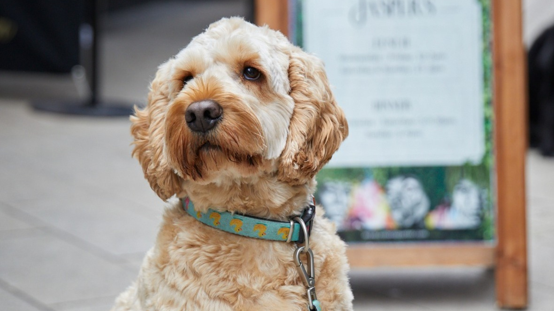 dog-friendly-dining-dog-friendly-restaurants-wexford